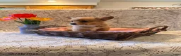 Welsh Corgi Pembroke dogs for sale: Lilac - Ad 3