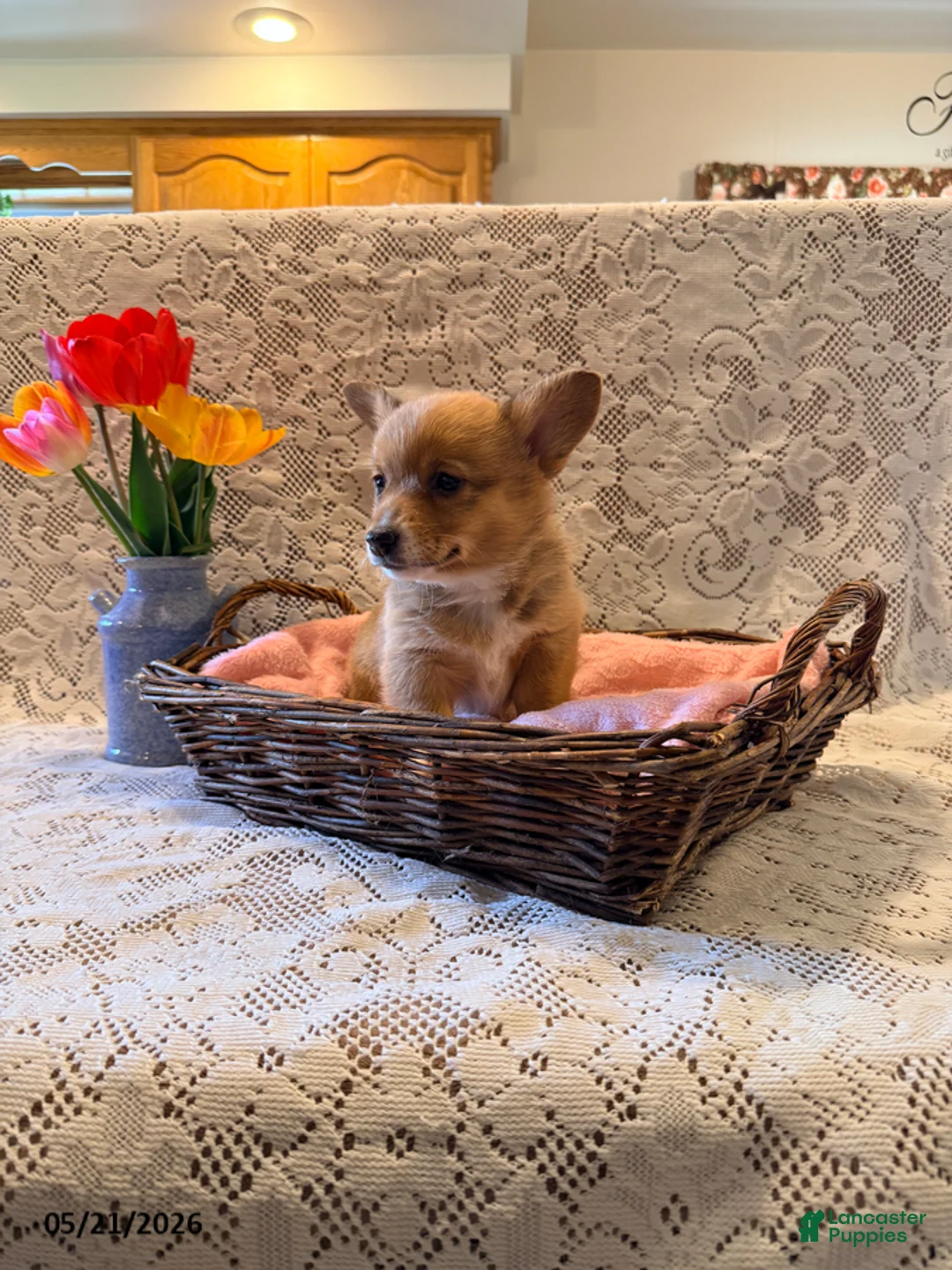 Welsh Corgi Pembroke dogs for sale: Lilac - Ad 3