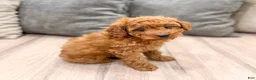 Miniature Poodle dogs for sale: Copper - Ad 3