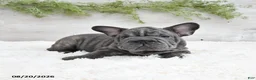 French Bulldog dogs for sale: Mocha - Ad 5
