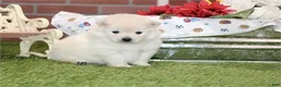 Pomeranian dogs for sale: Pomeranian 1 - Ad 2