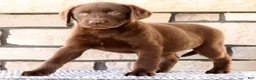 Labrador Retriever dogs for sale: Kelly - Ad 3