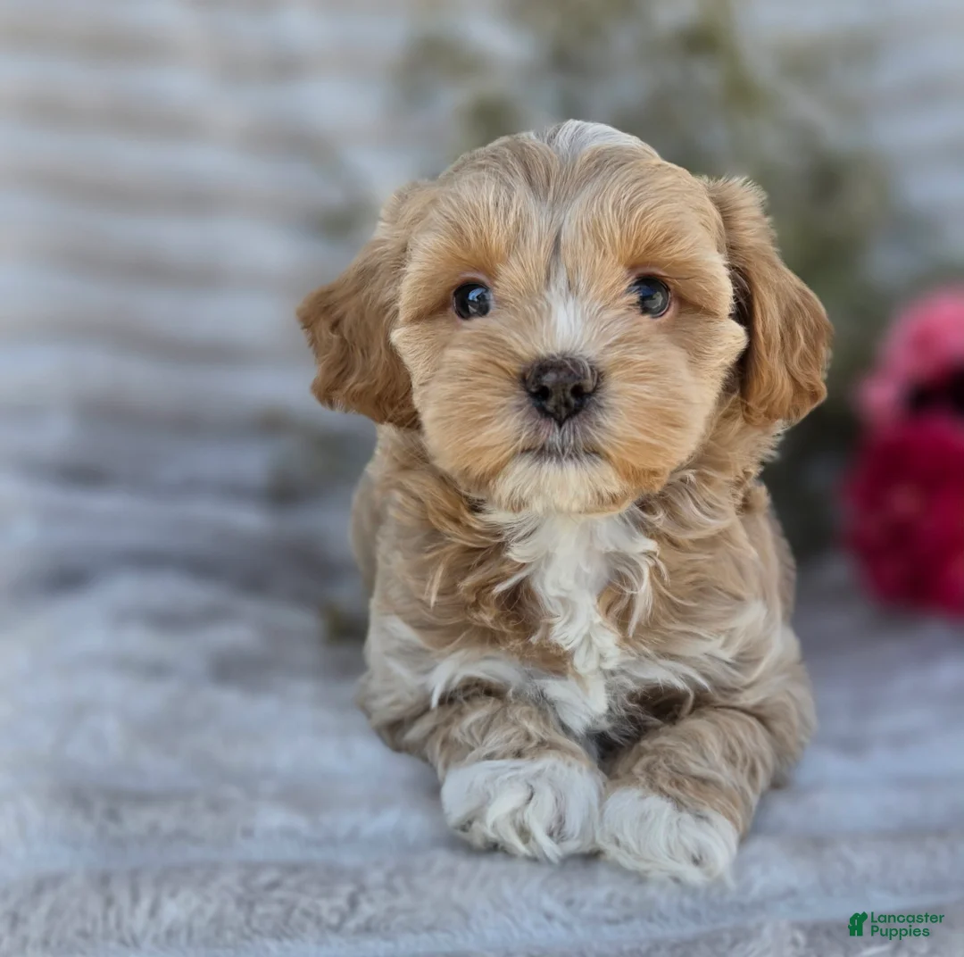 Shihpoo dogs for sale: Harper - Ad 2