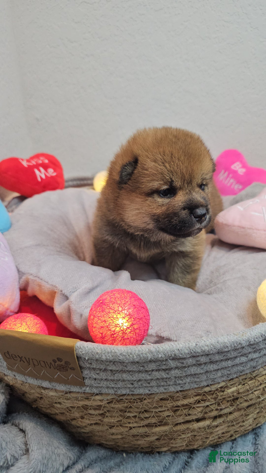 Shiba Inu dogs for sale: Rin - Ad 6