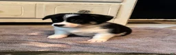 American Corgi dogs for sale: Minnie  - Ad 2