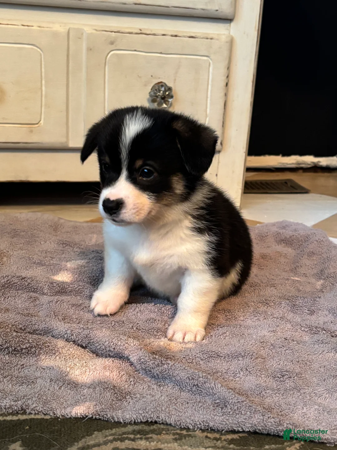 American Corgi dogs for sale: Minnie  - Ad 2
