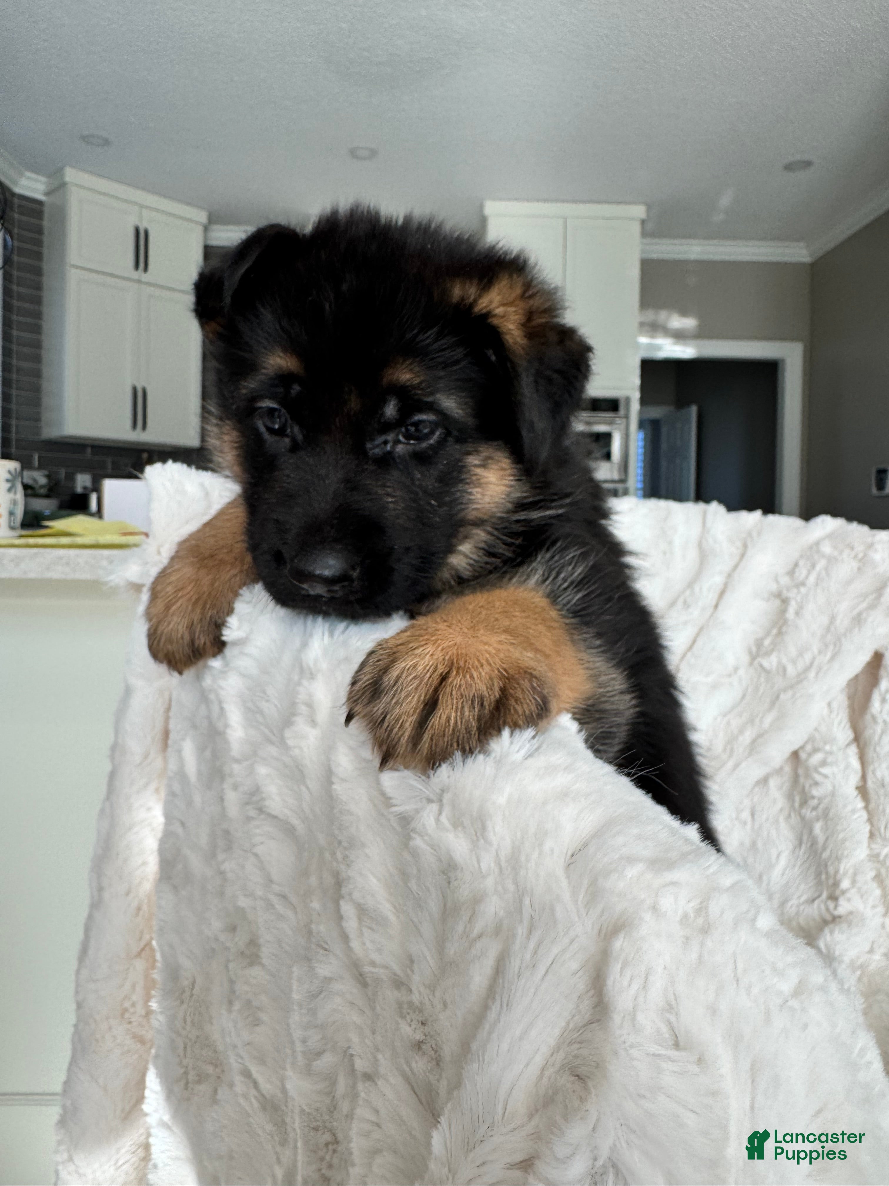 German Shepherd dogs German Shepherd Puppy 6 - Ad 9