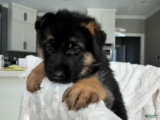 German Shepherd dogs German Shepherd Puppy 6 - Ad 9