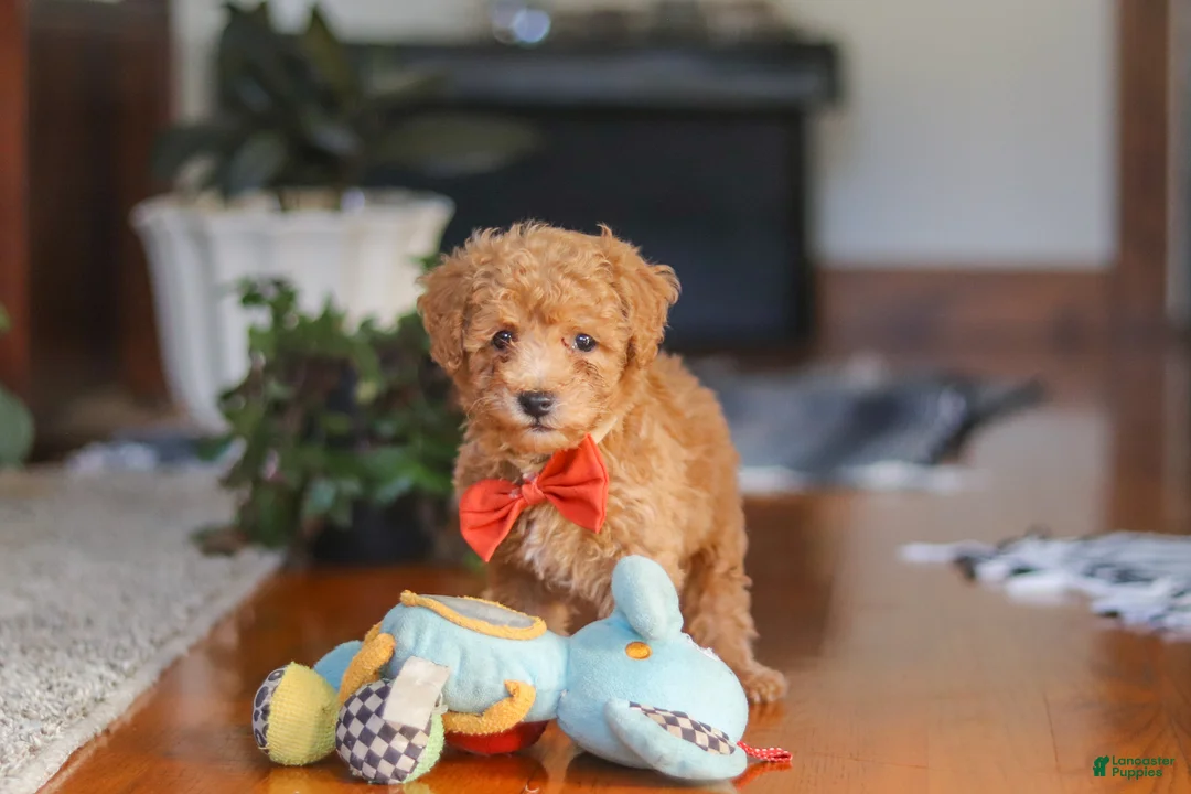 Miniature Poodle dogs for sale: Blake  - Ad 1