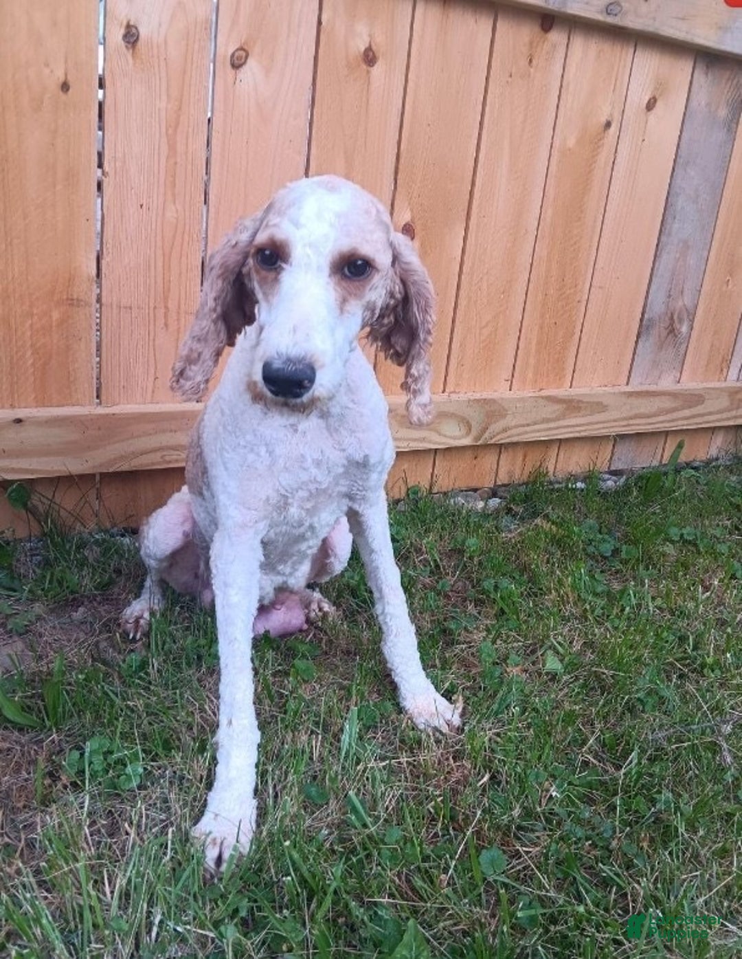 Miniature Poodle dogs for sale: Tucker - Ad 2