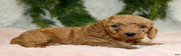 Mini Goldendoodle dogs for sale: Mini Goldendoodle Puppy 6 - Ad 4