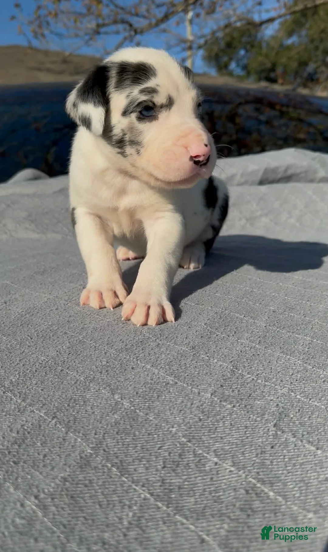 Great Dane dogs for sale: Polo - Ad 2