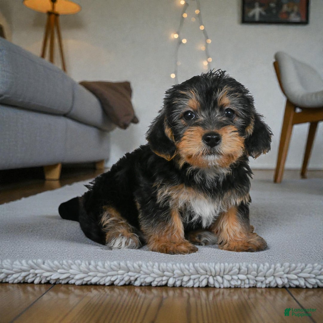 Yorkshire Terrier dogs for sale: JASPER - Ad 4