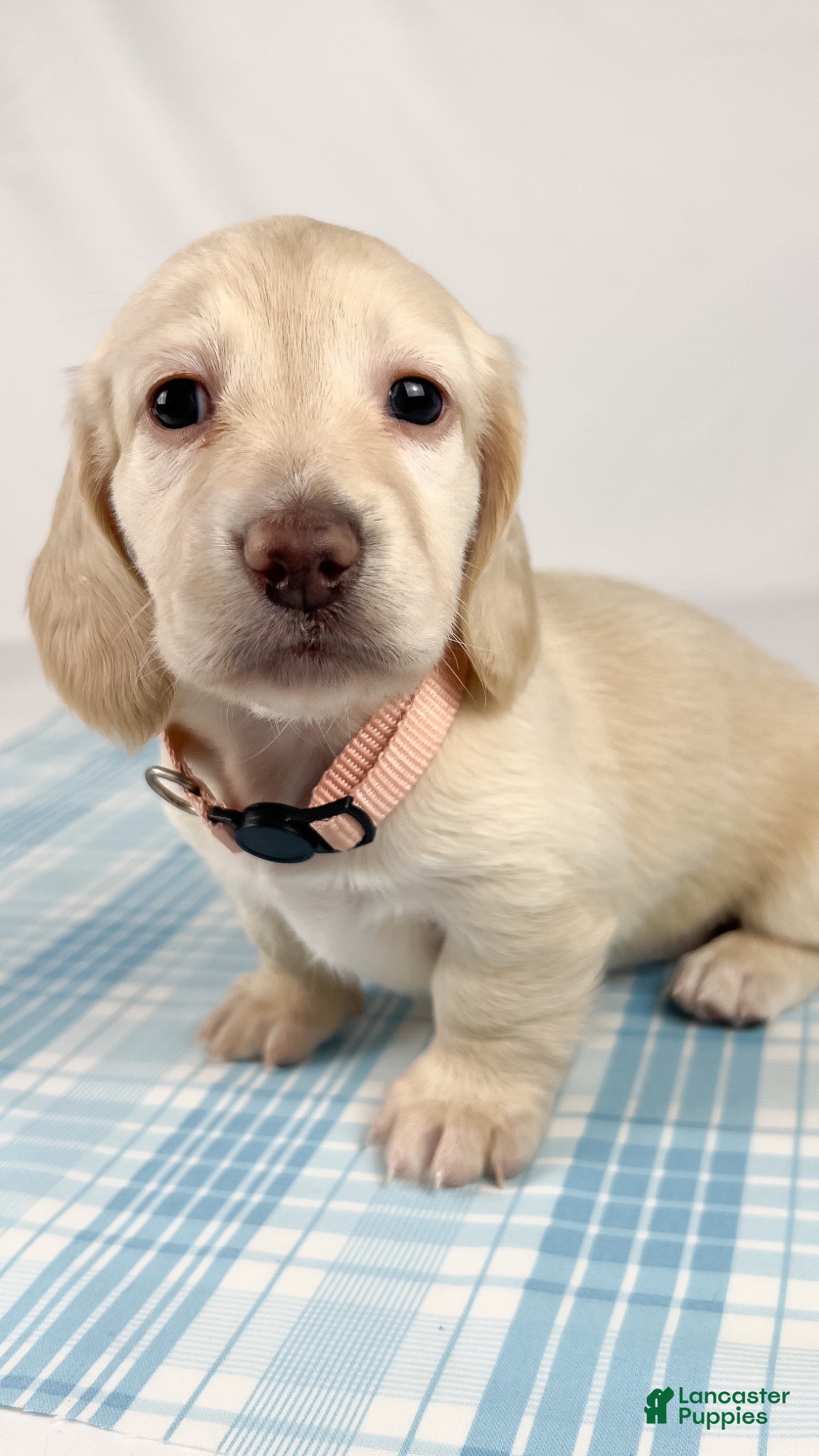 Miniature Dachshund dogs Swiss - Ad 21