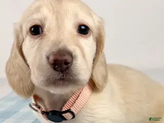 Miniature Dachshund dogs Swiss - Ad 21