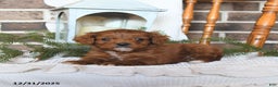 Cavapoo dogs for sale: Sierra - Ad 4