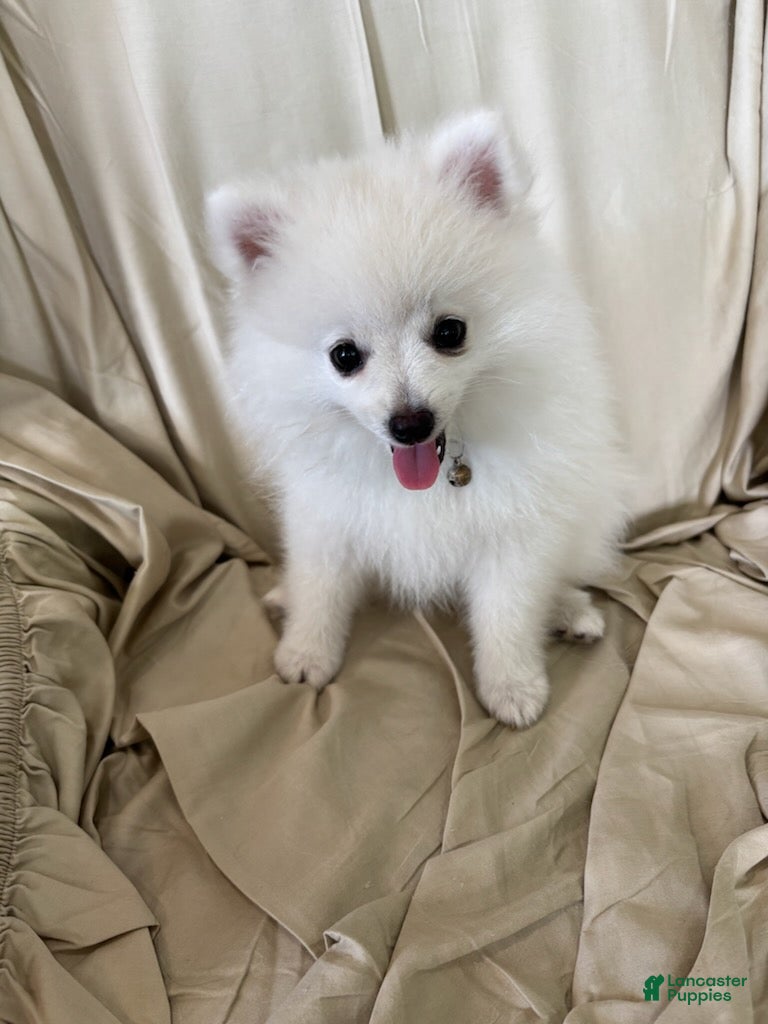 Pomeranian dogs for sale: Eli - Ad 1