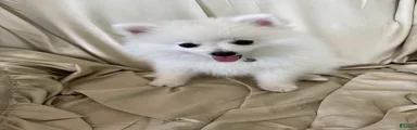 Eli