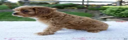 Cavapoo dogs for sale: Everly - Ad 6