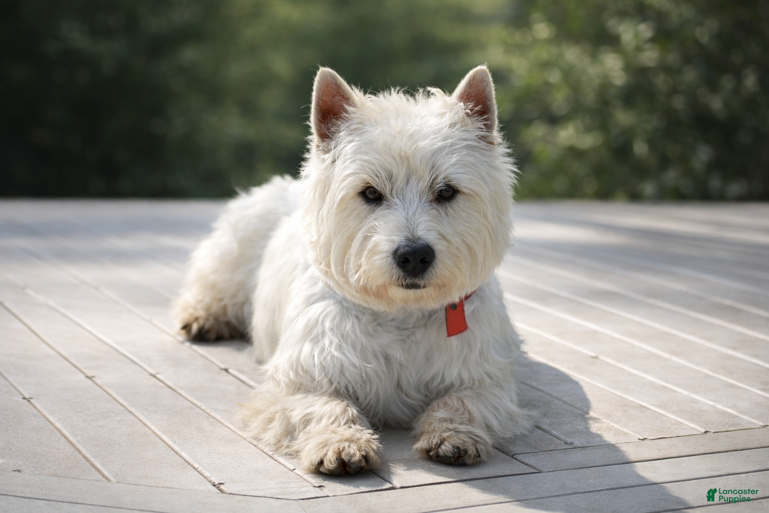 West Highland Terrier dogs West Highland Terrier Puppy 1 - Ad 2