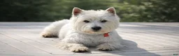West Highland Terrier dogs for sale: West Highland Terrier Puppy 1 - Ad 1