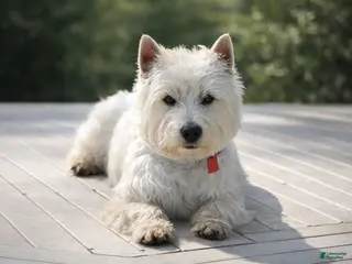 West Highland Terrier dogs West Highland Terrier Puppy 1 - Ad 2