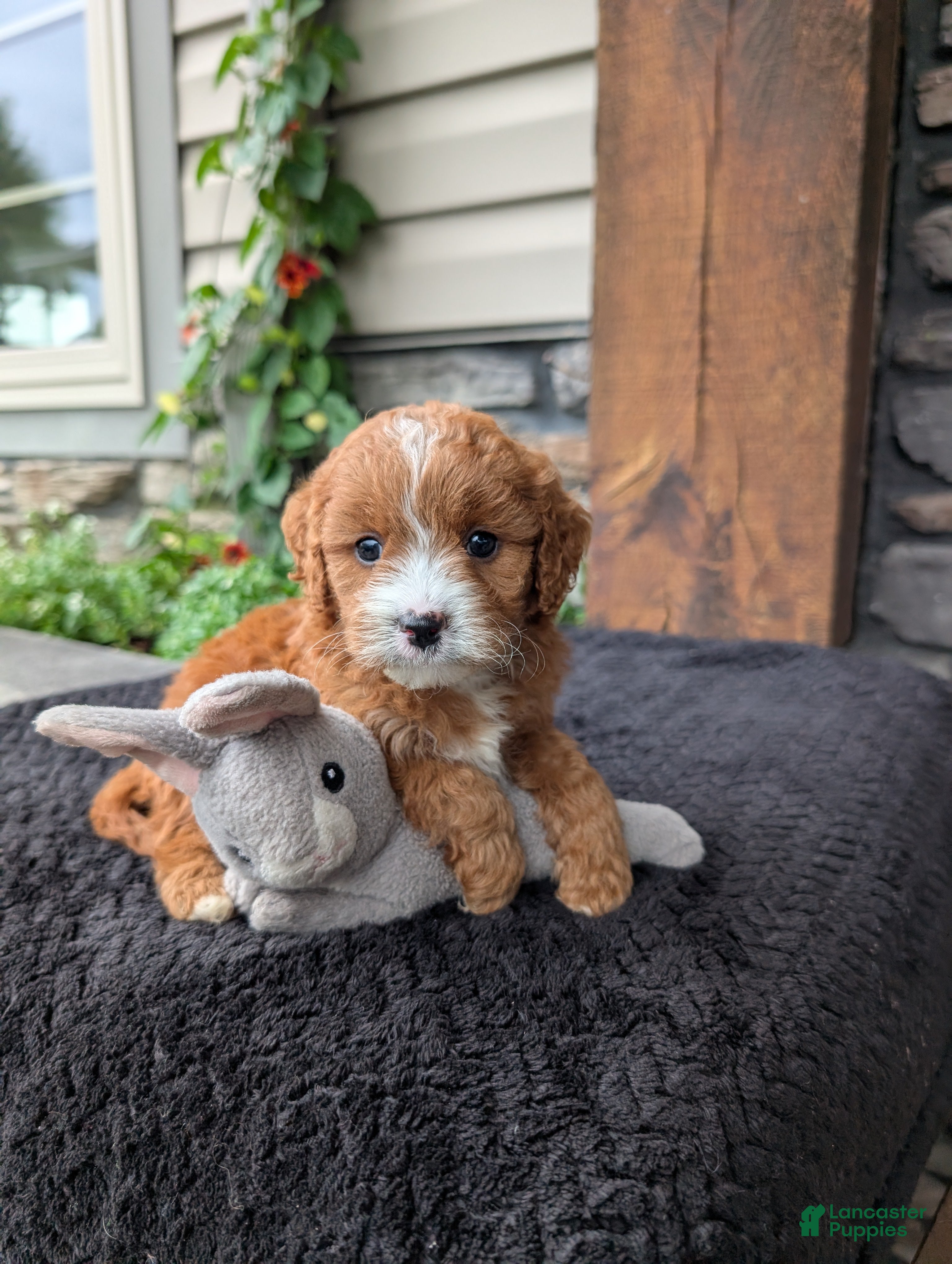 Cavapoo dogs Sandy  - Ad 1