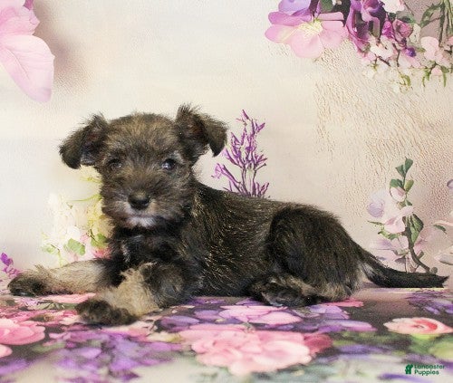 Miniature Schnauzer dogs Skylar - Ad 2