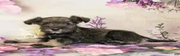 Miniature Schnauzer dogs for sale: Skylar - Ad 2