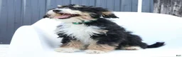 Mini Bernedoodle dogs for sale: Han - Ad 1
