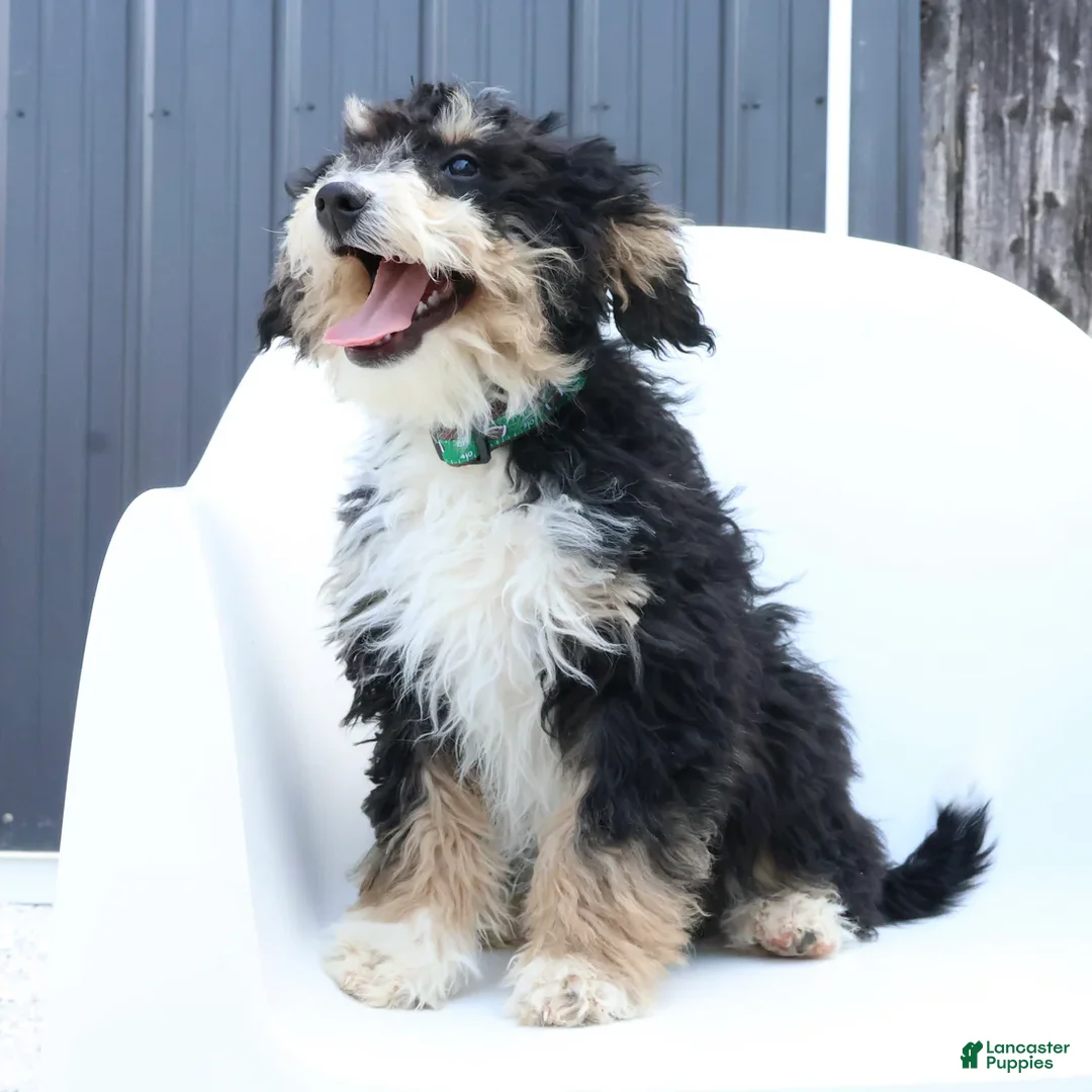 Mini Bernedoodle dogs for sale: Han - Ad 1