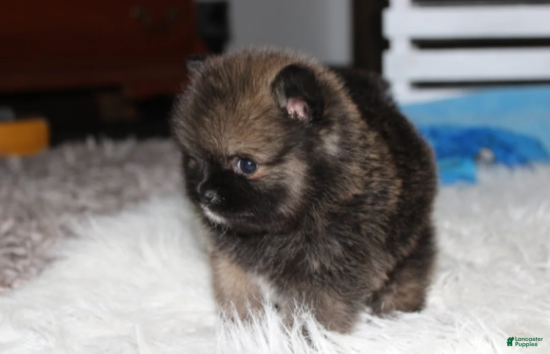 Pomeranian dogs for sale: Buttons  - Ad 2