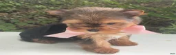 Biewer Terrier dogs for sale: Inka - Ad 13