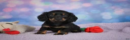 Miniature Dachshund dogs for sale: AKC Jane - Ad 6