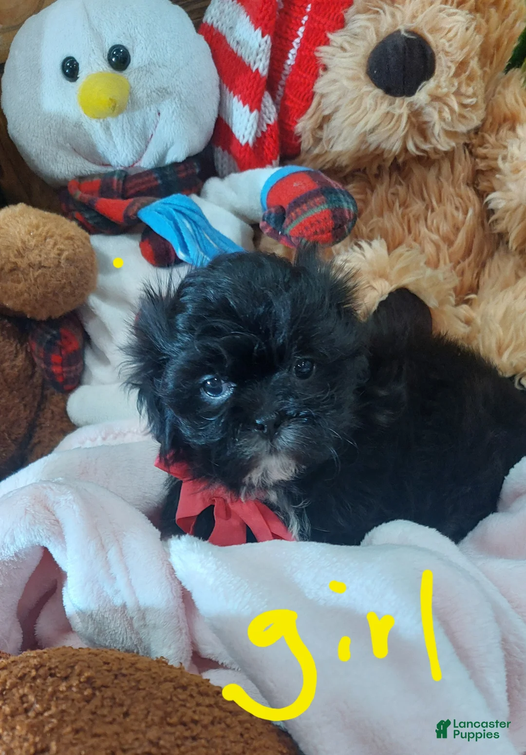 Shih Tzu dogs for sale: Shih Tzu Puppy 2 - Ad 1