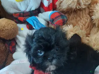 Shih Tzu dogs Shih Tzu Puppy 2 - Ad 5