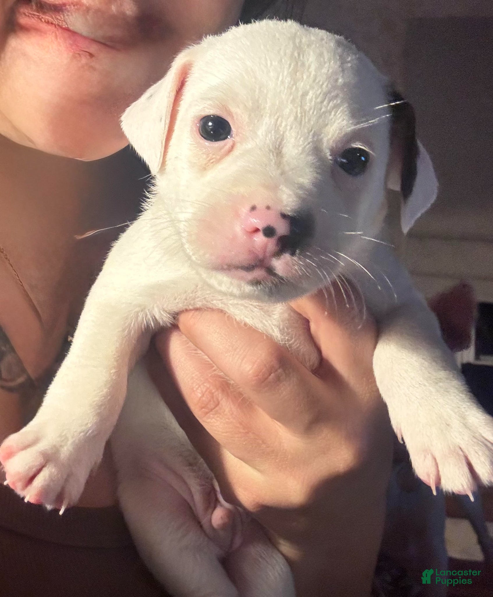 Jack Russell Terrier dogs Puppy 4 - Ad 17