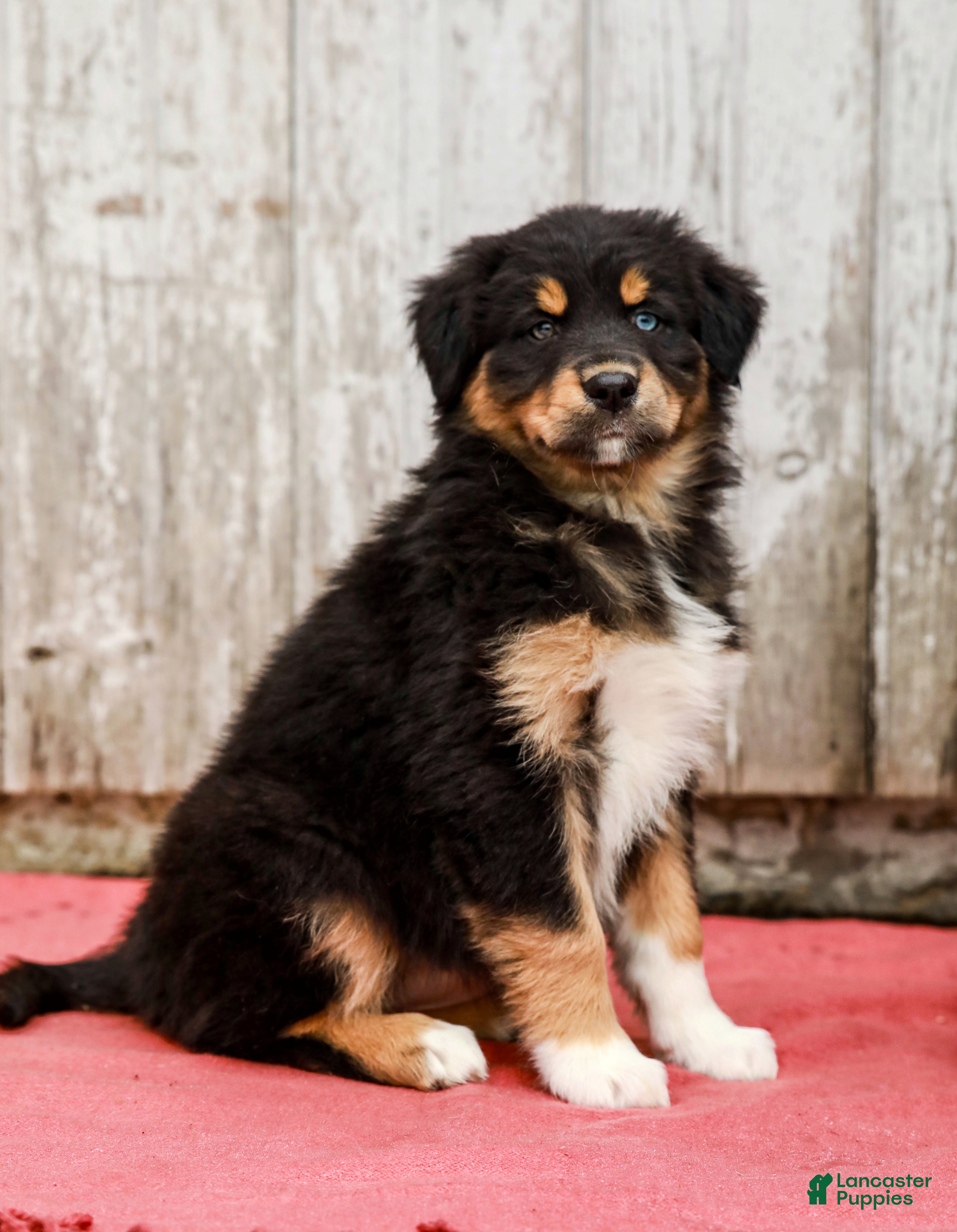 Australian Shepherd dogs Jada - Ad 1