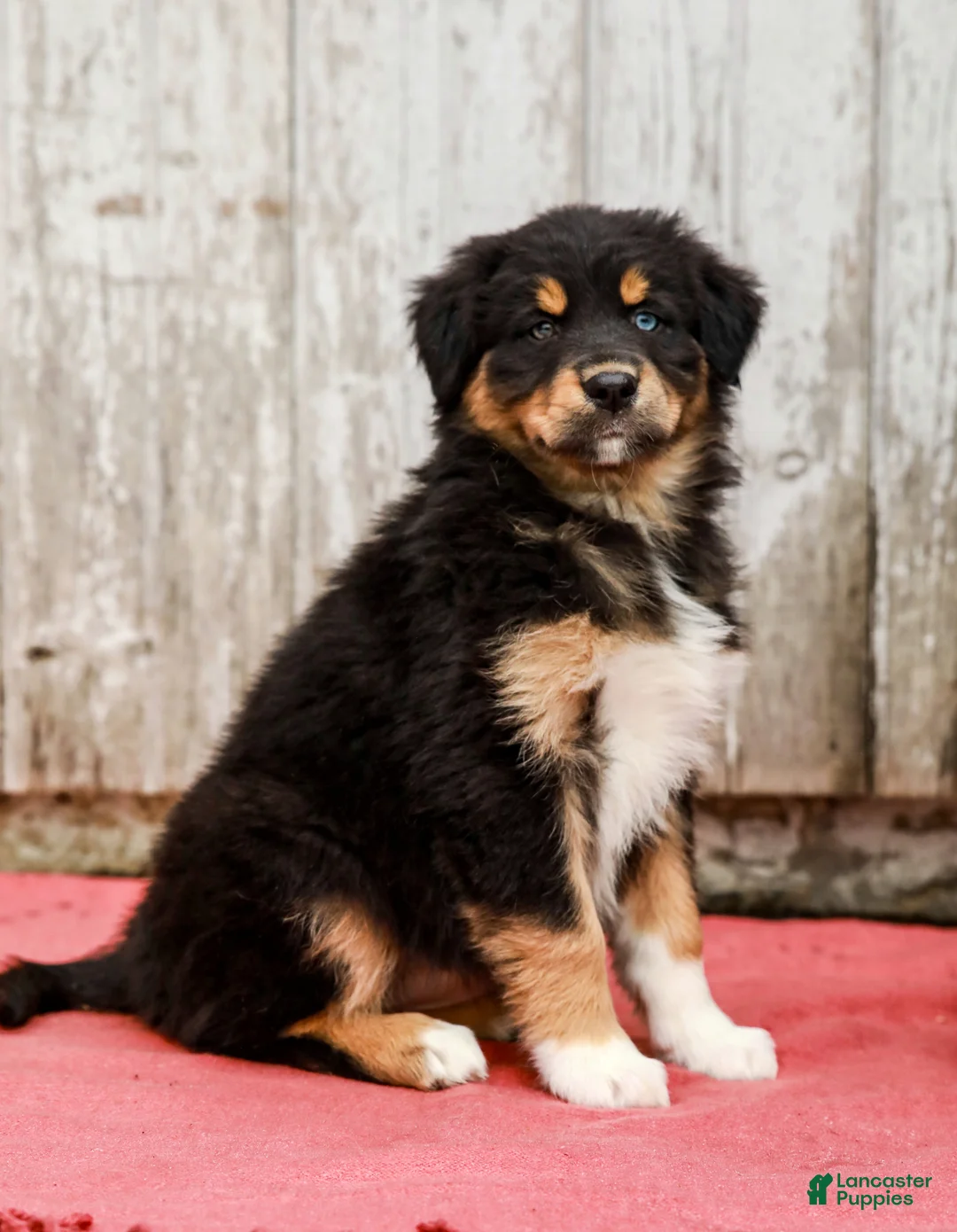 Australian Shepherd dogs for sale: Jada - Ad 1