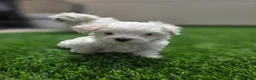 Maltese dogs for sale: 🐾 Adorable Male Maltese Puppy Looking for His Forever Home! 🐾 - Ad 7