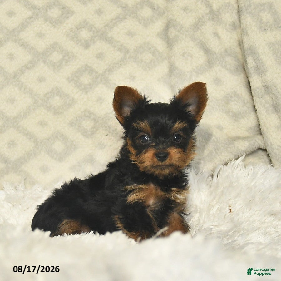 Yorkshire Terrier dogs Luke  - Ad 1