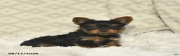 Yorkshire Terrier dogs for sale: Luke  - Ad 1