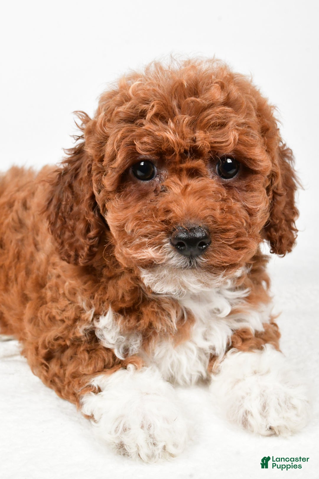 Bichpoo dogs for sale: Boots - Ad 5