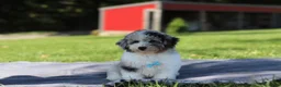 Miniature Poodle dogs for sale: Bandit (AKC) - Ad 3