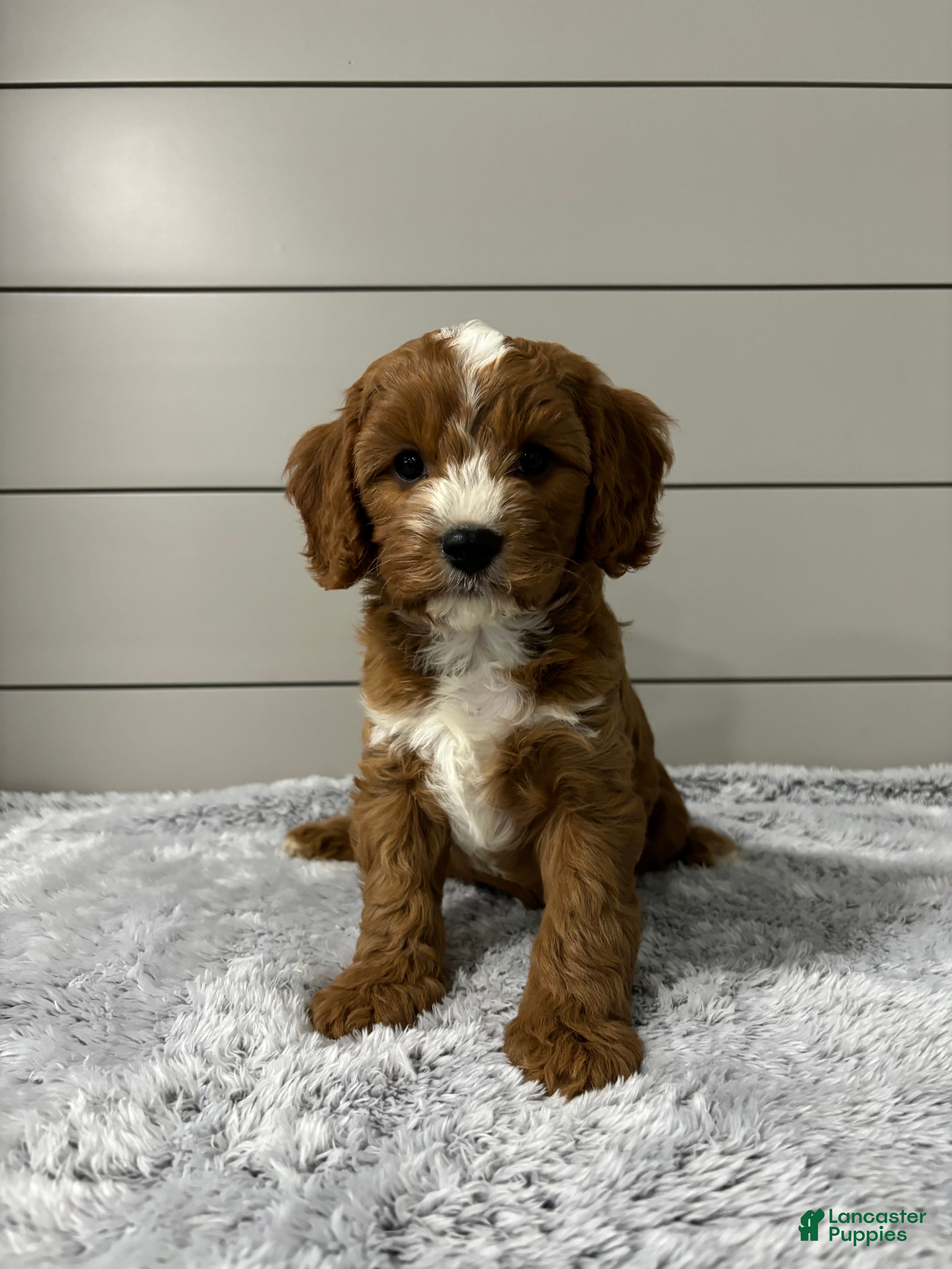 Cavapoo dogs Maverick  - Ad 1