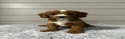 Cavapoo dogs for sale: Maverick  - Ad 1