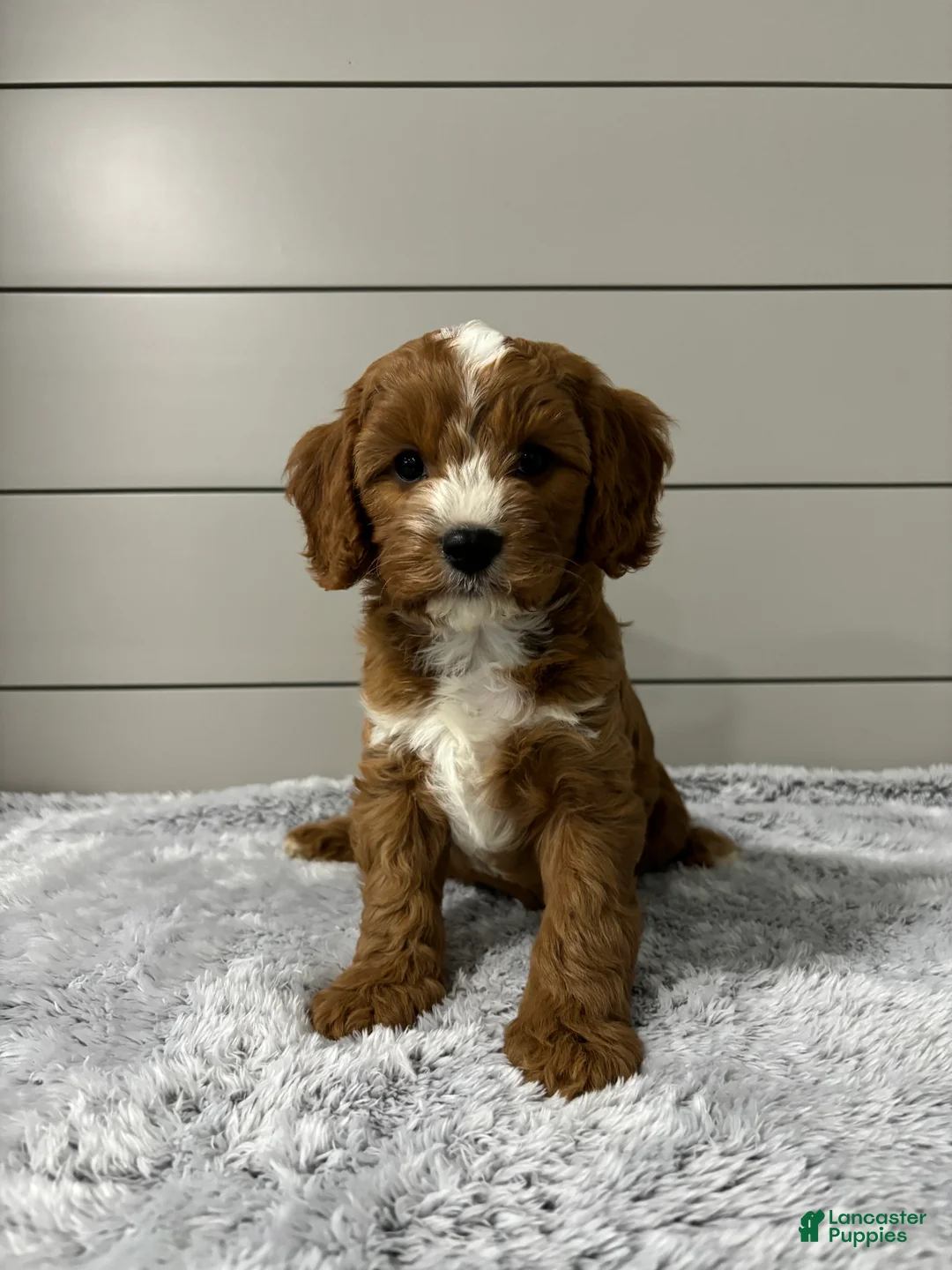 Cavapoo dogs for sale: Maverick  - Ad 1