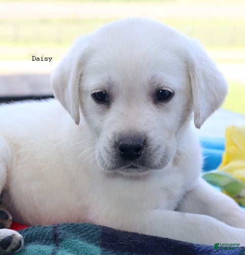 Labrador Retriever dogs Daisy - Champ lines - Ad 2