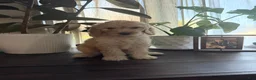 Labradoodle dogs for sale: Michael  - Ad 6