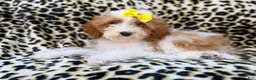 Miniature Poodle dogs for sale: Jazzy - Ad 3